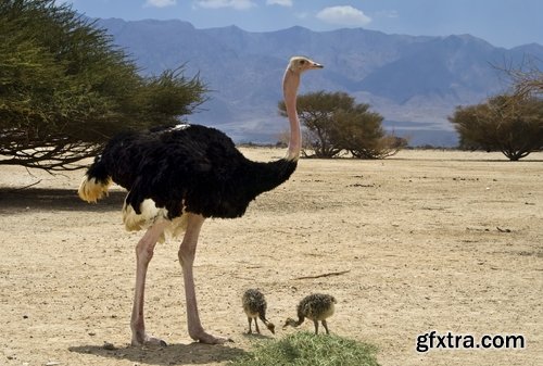 Collection of beautiful ostrich 25 HQ Jpeg