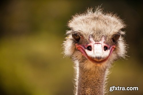 Collection of beautiful ostrich 25 HQ Jpeg