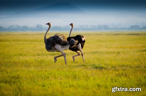 Collection of beautiful ostrich 25 HQ Jpeg