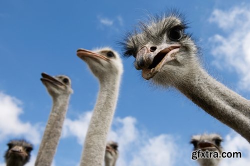 Collection of beautiful ostrich 25 HQ Jpeg