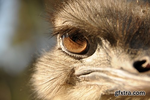 Collection of beautiful ostrich 25 HQ Jpeg