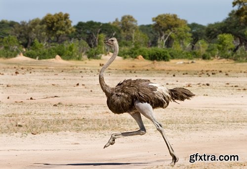 Collection of beautiful ostrich 25 HQ Jpeg