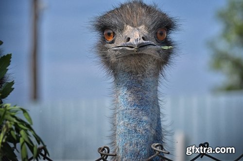 Collection of beautiful ostrich 25 HQ Jpeg