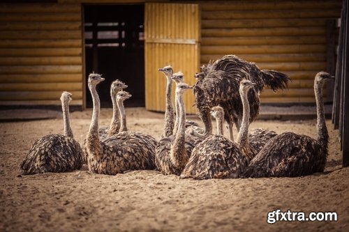 Collection of beautiful ostrich 25 HQ Jpeg