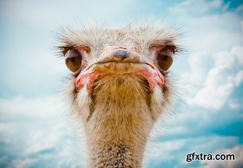 Collection of beautiful ostrich 25 HQ Jpeg