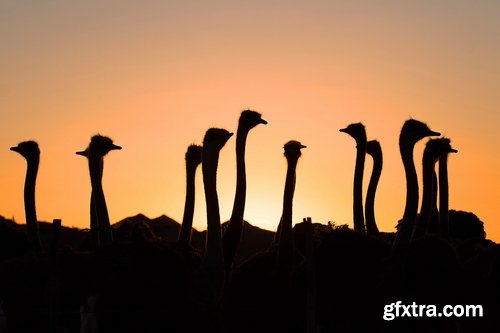 Collection of beautiful ostrich 25 HQ Jpeg