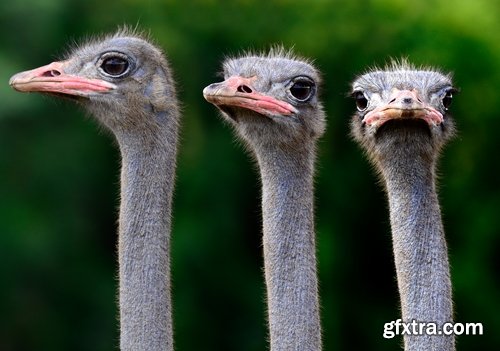 Collection of beautiful ostrich 25 HQ Jpeg