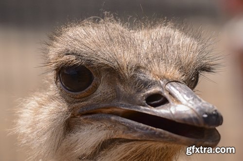 Collection of beautiful ostrich 25 HQ Jpeg