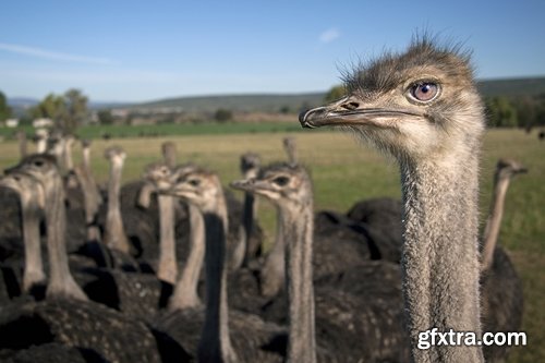 Collection of beautiful ostrich 25 HQ Jpeg