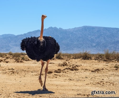 Collection of beautiful ostrich 25 HQ Jpeg