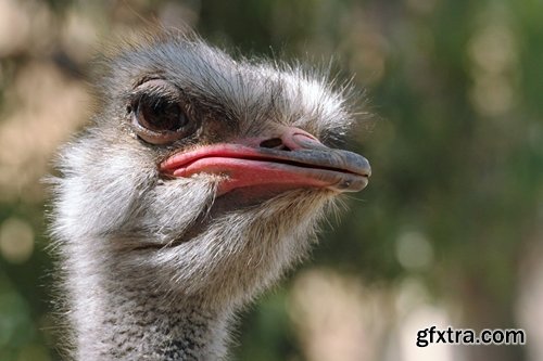 Collection of beautiful ostrich 25 HQ Jpeg