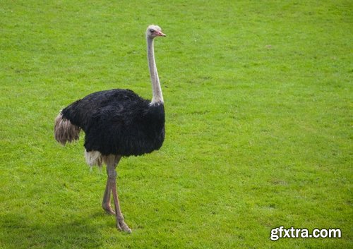 Collection of beautiful ostrich 25 HQ Jpeg