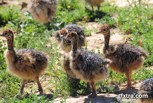 Collection of beautiful ostrich 25 HQ Jpeg