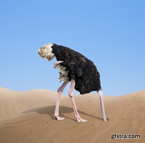 Collection of beautiful ostrich 25 HQ Jpeg