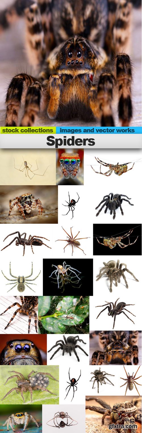 Spiders,25 x UHQ JPEG