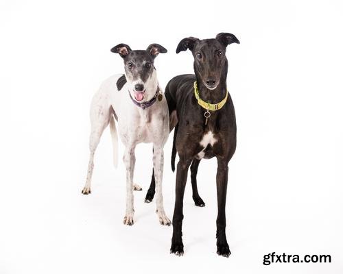 Stock Photos - Pair of Greyhounds