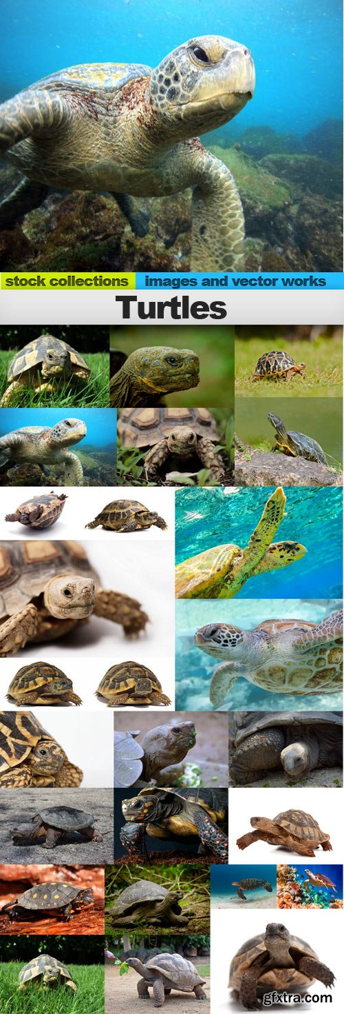 Turtles,25 x UHQ JPEG