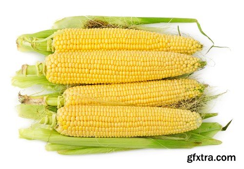 Stock Photos - Corn, 25xJPG