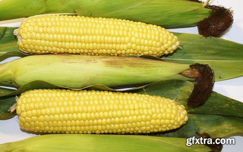 Stock Photos - Corn, 25xJPG