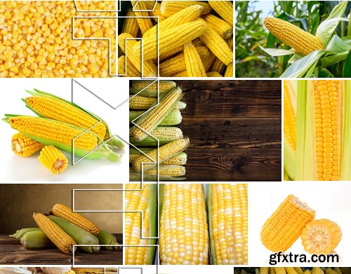 Stock Photos - Corn, 25xJPG