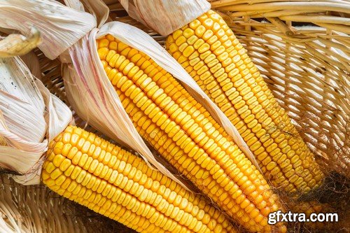 Stock Photos - Corn, 25xJPG