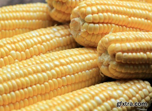 Stock Photos - Corn, 25xJPG