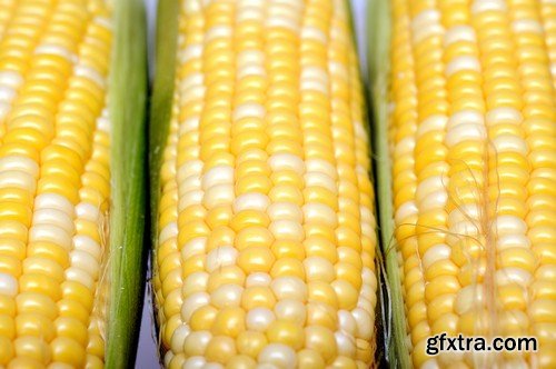 Stock Photos - Corn, 25xJPG