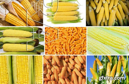 Stock Photos - Corn, 25xJPG