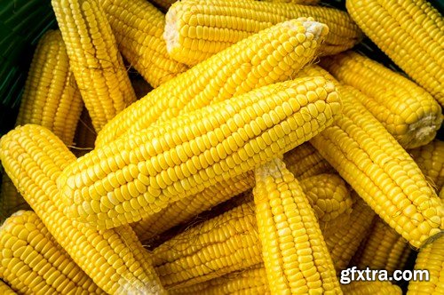 Stock Photos - Corn, 25xJPG