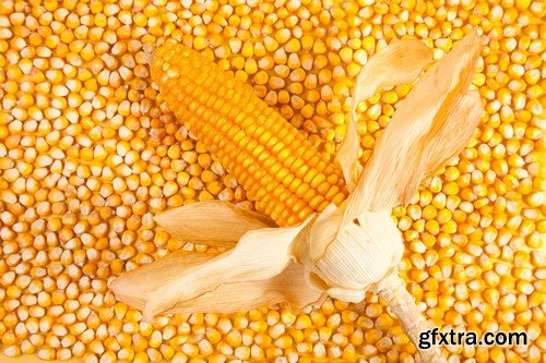 Stock Photos - Corn, 25xJPG