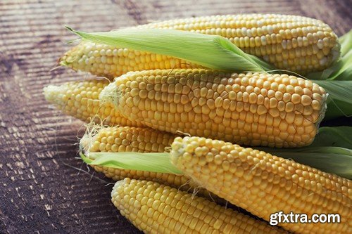 Stock Photos - Corn, 25xJPG