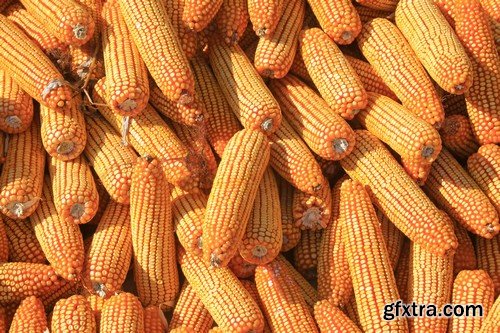 Stock Photos - Corn, 25xJPG