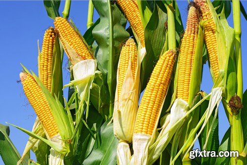 Stock Photos - Corn, 25xJPG