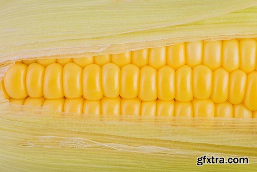 Stock Photos - Corn, 25xJPG