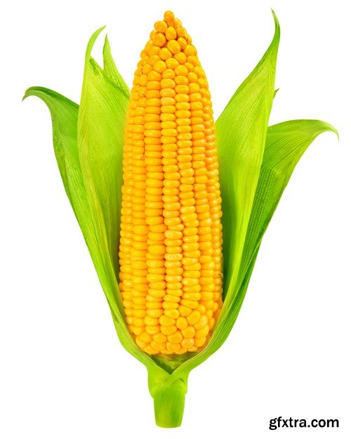 Stock Photos - Corn, 25xJPG