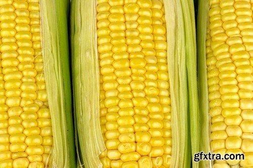 Stock Photos - Corn, 25xJPG