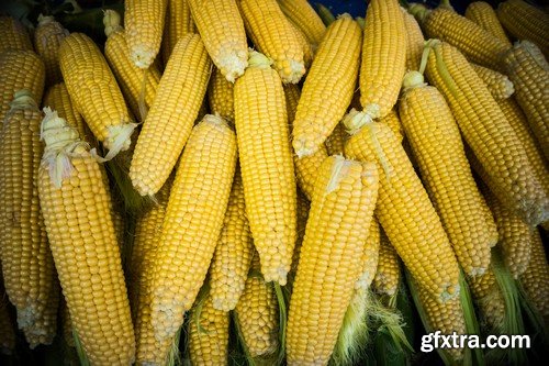 Stock Photos - Corn, 25xJPG