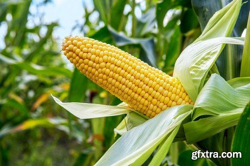 Stock Photos - Corn, 25xJPG