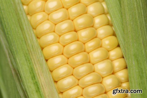 Stock Photos - Corn, 25xJPG