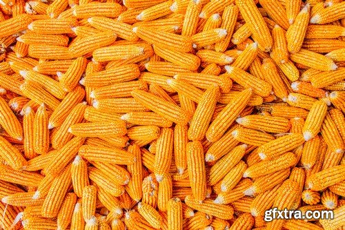 Stock Photos - Corn, 25xJPG