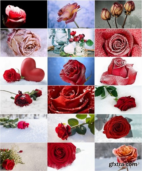 Collection of images of roses in the snow 25 HQ Jpeg