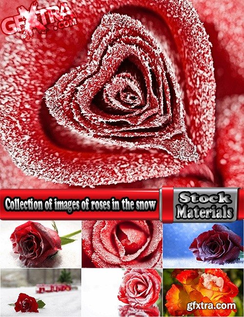 Collection of images of roses in the snow 25 HQ Jpeg