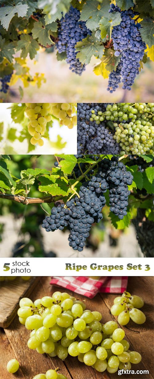 Photos - Ripe Grapes Set 3