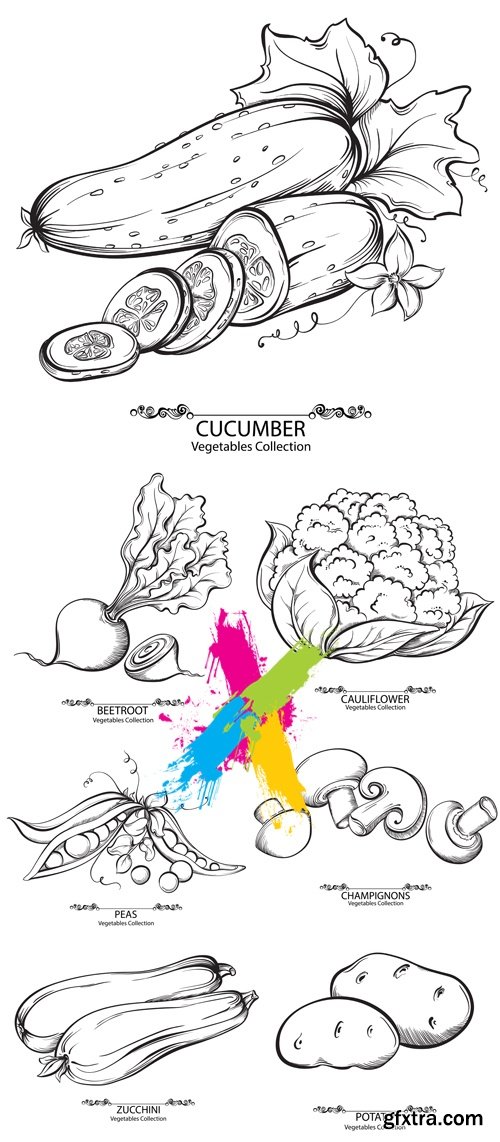 Hand Drawn Vegetables Vector