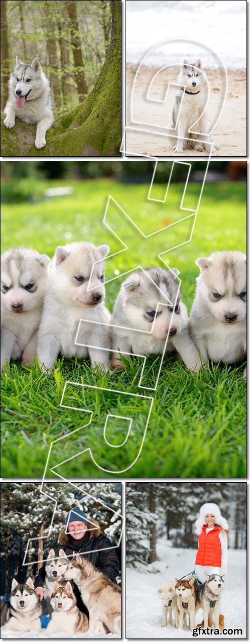 Siberian huskies - Stock photo