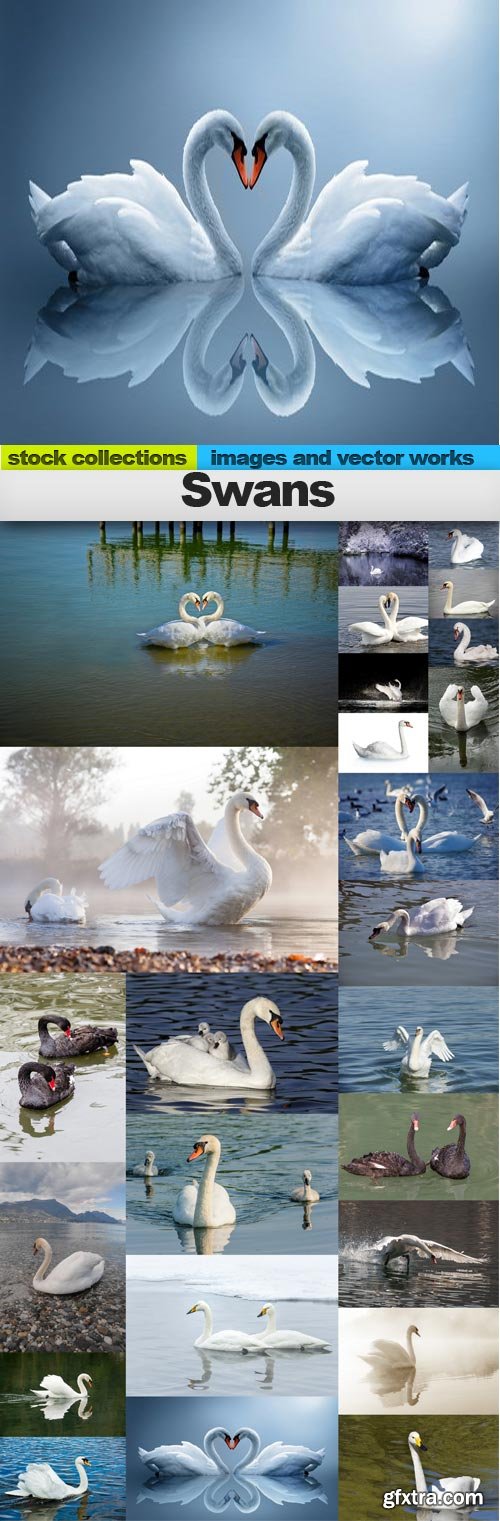 Swans, 25 x UHQ JPEG