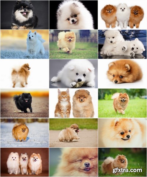 Collection of beautiful Spitz 25 HQ Jpeg