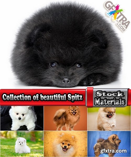 Collection of beautiful Spitz 25 HQ Jpeg