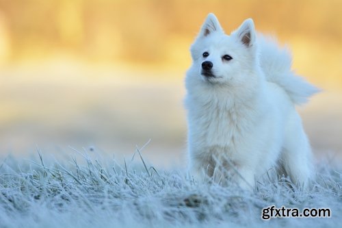 Collection of beautiful Spitz 25 HQ Jpeg