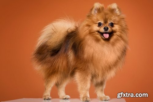 Collection of beautiful Spitz 25 HQ Jpeg